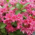Pink Weigela Shrub in Pot - Flowering Deciduous Plant with Pink Blooms - Weigela florida 'Pink' for Gardens