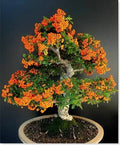 Scarlet Firethorn Seeds - 50 Pack Pyracantha coccinea for Outdoors & Bonsai, Drought-Resistant Shrub, Red Berries, Garden Plant