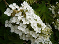 Hydrangea quercifolia 'Snow Queen' - 5 Rooted Oakleaf Shrubs - Native Perennial with White Flowers
