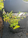 Christia Obcordata Live Plant - Butterfly Wings, Rare Houseplant, Exotic Foliage, Seed Germination
