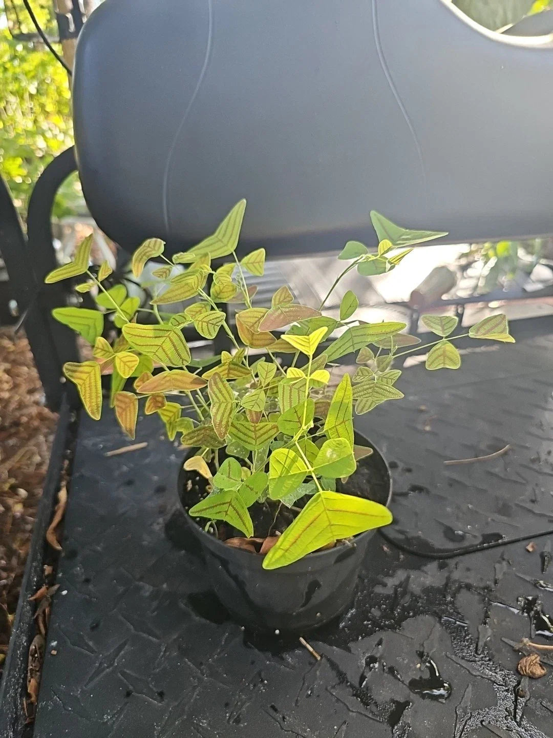 Christia Obcordata Live Plant - Butterfly Wings, Rare Houseplant, Exotic Foliage, Seed Germination