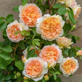 BATHSHEBA Live Rose Cuttings – 5-8 Inch Unrooted Pink David Austin Rosa 'Bathsheba'