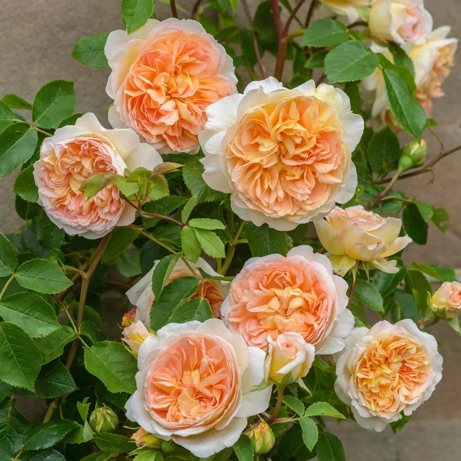 BATHSHEBA Live Rose Cuttings – 5-8 Inch Unrooted Pink David Austin Rosa 'Bathsheba'