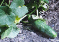 Cucumber Seeds - Muncher Variety - 25 Pack - Cucumis sativus - Crisp, High Yield, Organic Gardening