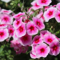 Brilliant Phlox Seeds | 50-500 Count | Flower Seeds for Garden Planting | Phlox paniculata | Attracts Pollinators