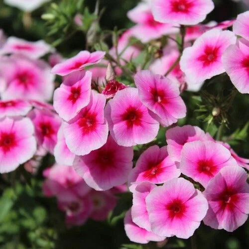 Brilliant Phlox Seeds | 50-500 Count | Flower Seeds for Garden Planting | Phlox paniculata | Attracts Pollinators