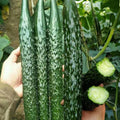 Asian Suyo Long Cucumber Seeds - Heirloom Non-GMO, Cucumis sativus, Long, Crunchy, Perfect for Salad & Pickling, 60 Pack