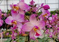 Spathoglottis Harmony Orchid Plant - Rooted Terrestrial Orchid in 3" Pot - Vibrant Colorful Blooms - Spathoglottis plicata