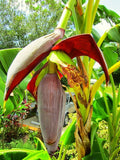 Banana Tree Live Plant Musa acuminata Gran Nain Tropical Fruit Indoor Outdoor Pot Plant