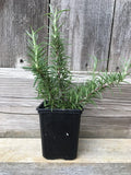 Live Rosemary Plant - 4 Bare Root Cuttings - Aromatic Herb Salvia rosmarinus