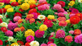 Zinnia Flower Seeds 100+ Count Lilliput Mix Dwarf Zinnia elegans for Borders & Containers