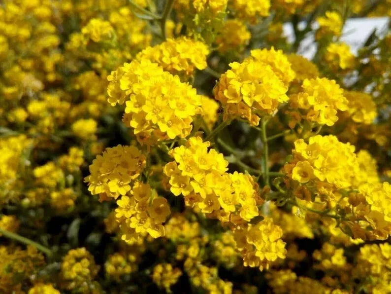 Sunset Yellow Cape Myrtle Seeds - Lagerstroemia indica Perennial Flower Seeds, Drought-Tolerant, Bright Yellow Blooms, Garden, Border, Container Planting