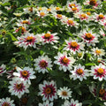 Zinnia elegans Seeds - Zahara Starlight Rose Flower Seeds - 100+ Premium Garden Seeds for Borders & Containers