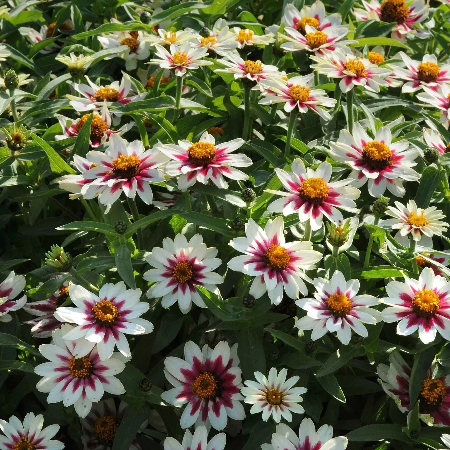 Zinnia elegans Seeds - Zahara Starlight Rose Flower Seeds - 100+ Premium Garden Seeds for Borders & Containers