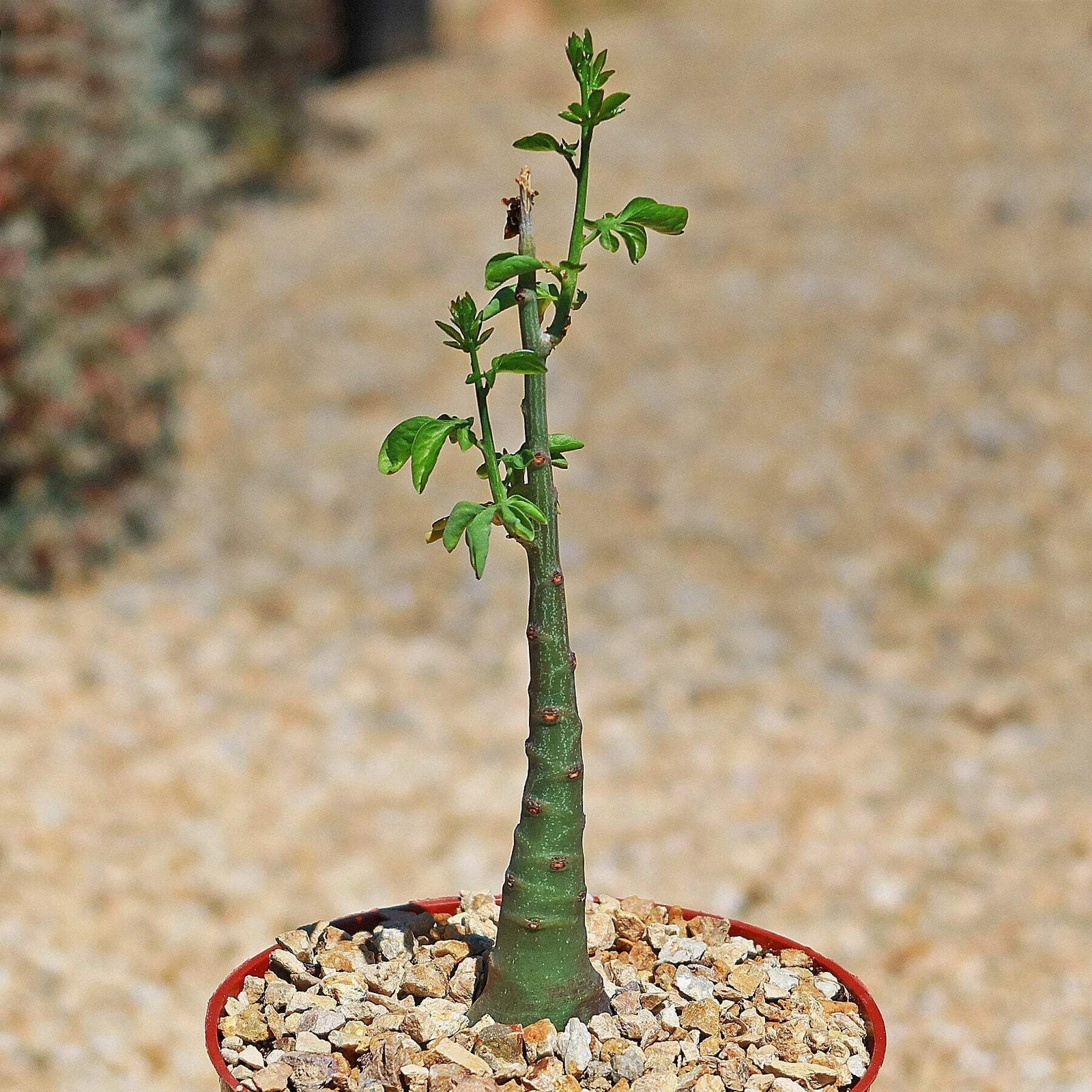 Adenia glauca Cactus Plant - Live Succulent in 4-Inch Pot, Unique Green Fleshy Leaves, Drought-Tolerant Indoor & Outdoor Plant