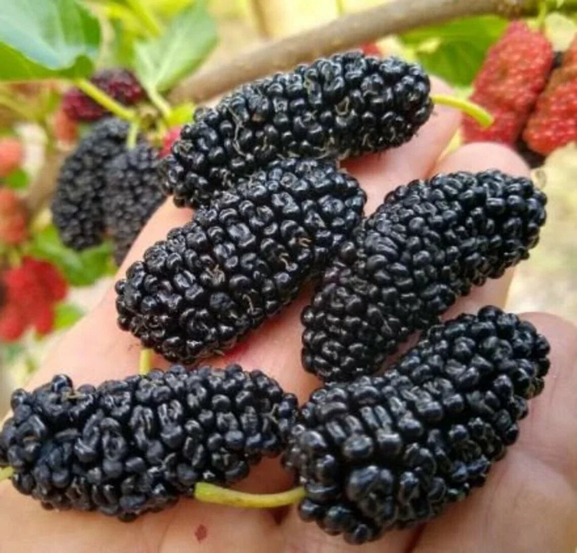Texas Mulberry Tree Cuttings - Unrooted 7-10 Inches Morus microphylla, Morus nigra, Propagation Plant Cuttings