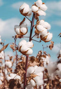 White Cotton Seeds 60+g Non-GMO Gossypium for Gardening, Backyard, Home, Educational Projects