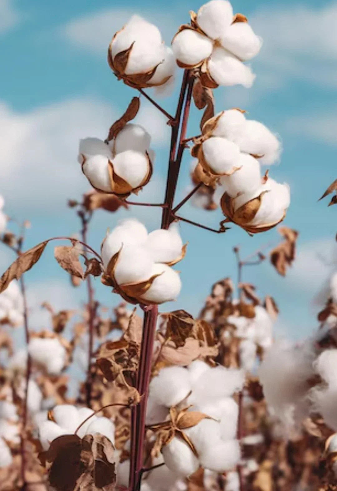 White Cotton Seeds 60+g Non-GMO Gossypium for Gardening, Backyard, Home, Educational Projects