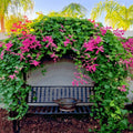 Coral Vine Seeds - Pink Flower Mexican Creeper (Antigonon leptopus) Climbing Vine for Gardens & Fences