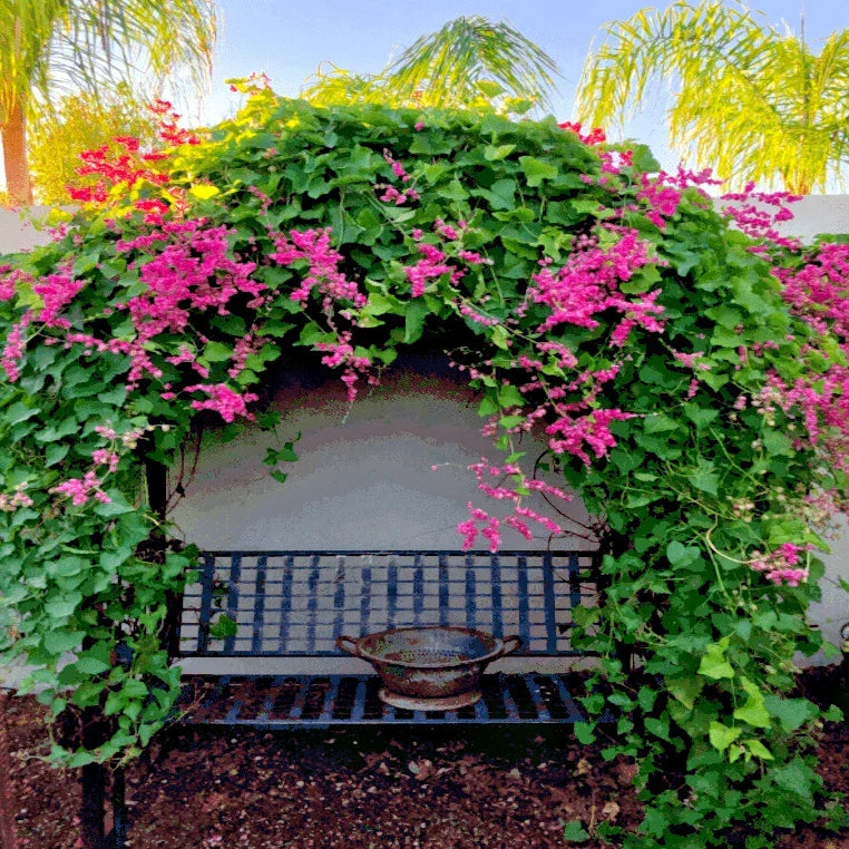 Coral Vine Seeds - Pink Flower Mexican Creeper (Antigonon leptopus) Climbing Vine for Gardens & Fences