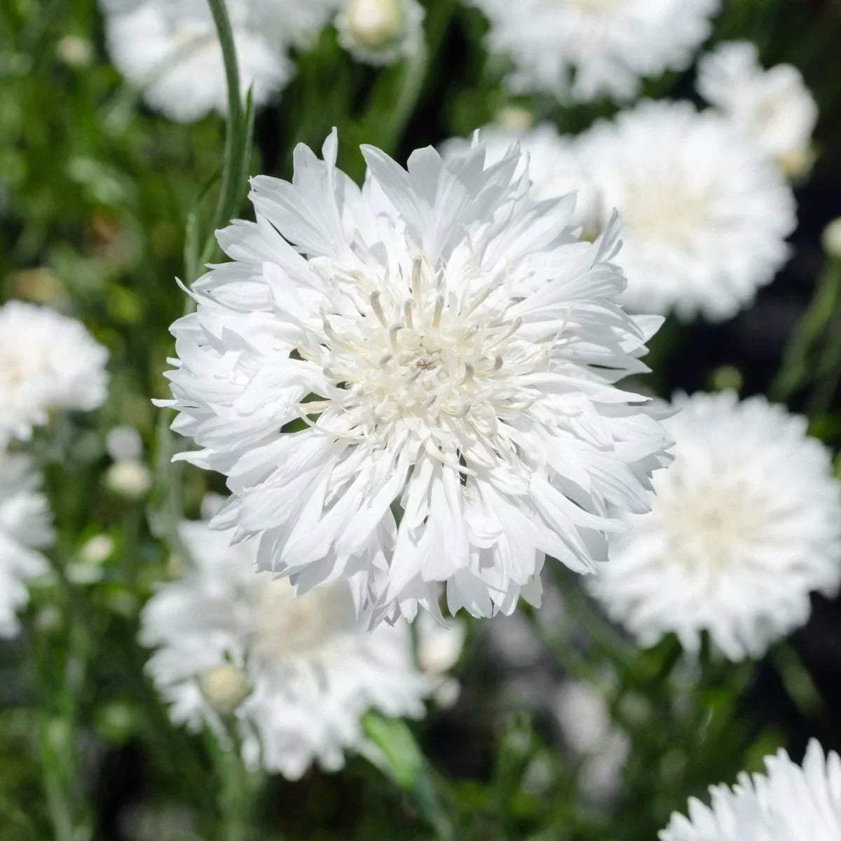 Bachelor Button Seeds - Tall White Cornflower - 200+ Centaurea cyanus Flower Seeds for Garden, Cut Flowers & Pollinator Attracting