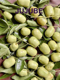 Jujube Tree Cuttings for Rooting or Grafting – Ziziphus jujuba – Healthy Propagation Material for Garden, Orchard, Landscaping