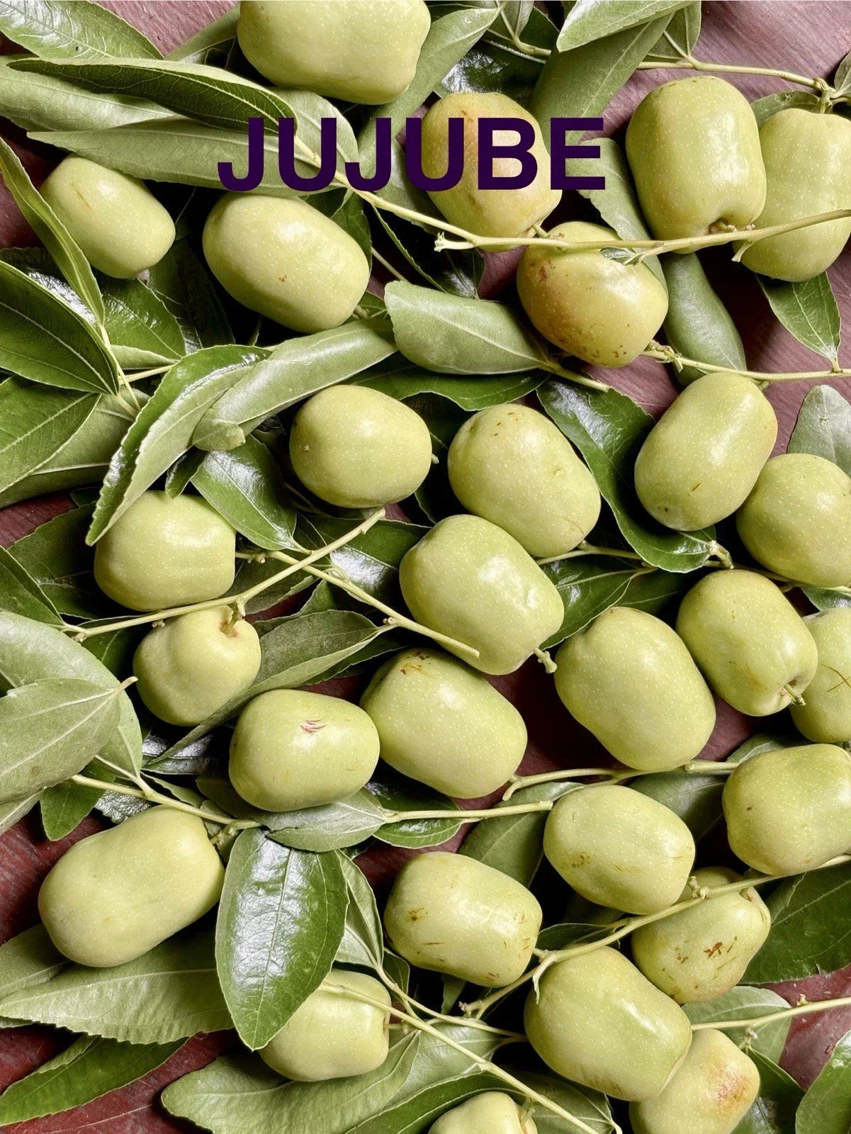 Jujube Tree Cuttings for Rooting or Grafting – Ziziphus jujuba – Healthy Propagation Material for Garden, Orchard, Landscaping