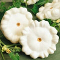 Early White Bush Scallop Summer Squash Seeds - 20 Cucurbita pepo Compact Bush Variety for Container Gardening