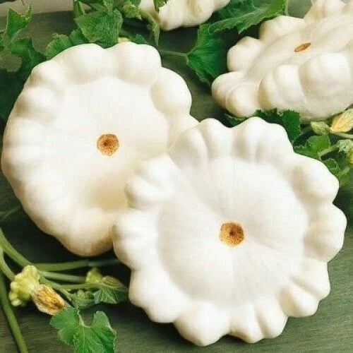 Early White Bush Scallop Summer Squash Seeds - 20 Cucurbita pepo Compact Bush Variety for Container Gardening