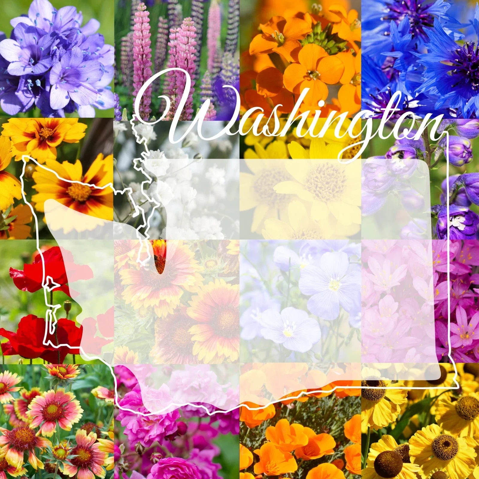 Bulk Wildflower Seed Mix 1lb Washington Western Native Flowers for Gardens & Pollinators, Covers 3,200 sq ft