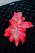 Christmas Cactus Starter Plant - Bella Rosa Schlumbergera Truncata - Indoor Succulent with Pink and Red Blooms