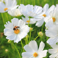 Purity Cosmos Seeds | Non-GMO Cosmos bipinnatus Flower Seeds for Garden, Borders, Containers