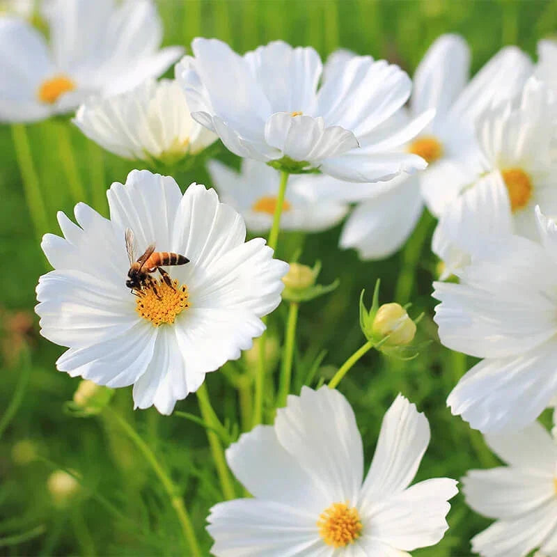 Purity Cosmos Seeds | Non-GMO Cosmos bipinnatus Flower Seeds for Garden, Borders, Containers