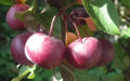 Laura Crabapple Seeds - Garden Planting, Malus 'Laura', Deciduous Tree, Organic, USA Grown, Free Shipping