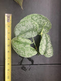 Scindapsus Pictus 'Exotica' Cuttings – 6 Healthy Vining Indoor Houseplants, Rare Aroid, Easy Care, Variegated Leaves