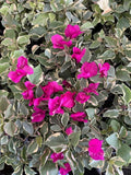 Claret Red Bougainvillea Starter Plant - Small Well-Rooted 4-Inch Pot - Rare Bougainvillea glabra