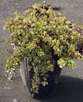 Rainbow Variegated Elephant Bush Dwarf Jade Plant Cuttings - 2 Unrooted 4-Inch Portulacaria afra Variegata Succulents