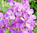 Evening Scented Stock Seeds - 1001+ Fragrant Flowers for Summer Garden & Container - Matthiola longipetala