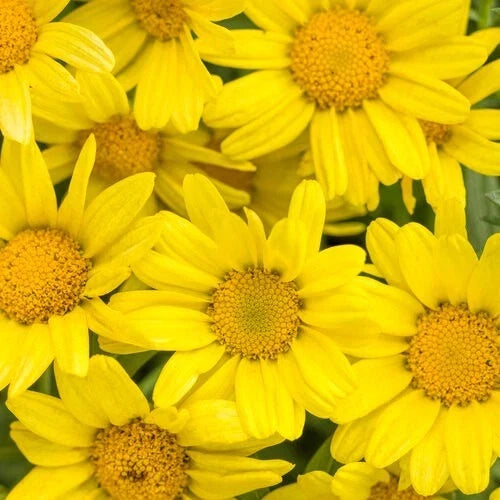 Marguerite Daisy Seeds - 200+ Bright Yellow Argyranthemum frutescens Garden Flower Seeds for Borders & Containers