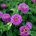 Benary Giant Lilac Zinnia Seeds - 100+ Pack, Zinnia elegans, Vibrant Lilac Flowers, Garden Planting, Butterfly Attracting, USA Grown