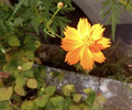 Cosmos Sulphur Seeds - Bright Lights Variety, Edible Flowers, Attracts Hummingbirds & Butterflies, 400+ Seeds