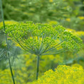 Dill Seeds Long Island Mammoth Herb Non-GMO Anethum graveolens for Pickling & Culinary, 500 Seeds