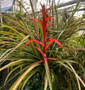 Tillandsia foliosa Bromeliad Plant in Spike | Green Leaf Air Plant | Tropical Epiphyte | Mexican Bromeliad