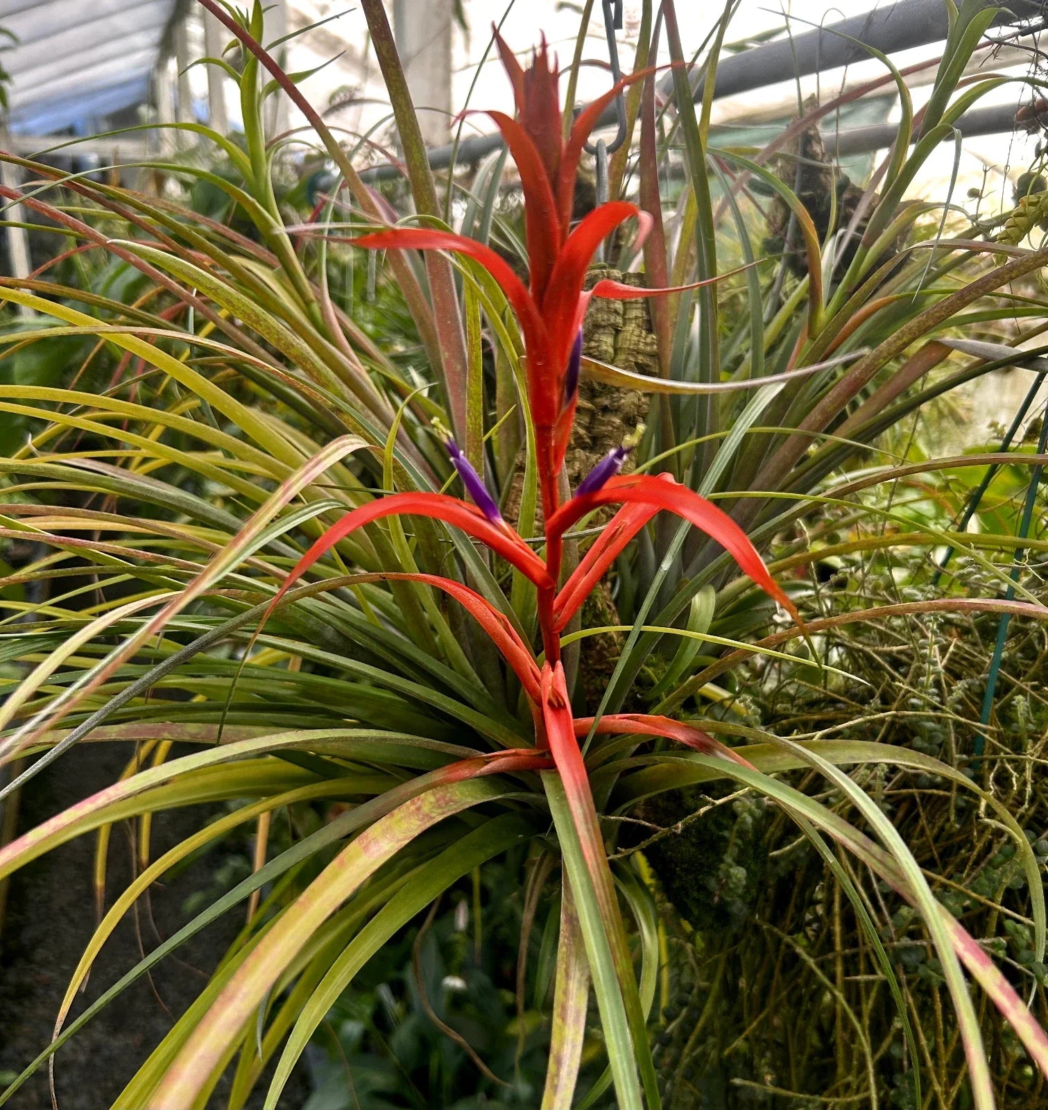 Tillandsia foliosa Bromeliad Plant in Spike | Green Leaf Air Plant | Tropical Epiphyte | Mexican Bromeliad