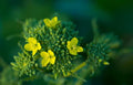 Broccoli Seeds - Raab Variety - Brassica oleracea - 50 Seeds for Home Garden, Edible Flower Buds, Fast-Growing, Non-GMO
