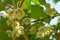 Clark Male Kiwi Pollinator Plant - Live Rooted Starter - Actinidia deliciosa 'Clark' - Zones 4-8