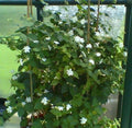 Maid of Orleans Jasmine Starter Plant - Jasminum sambac - Fragrant, Well-Rooted, Indoor/Outdoor, 2-8 Inches