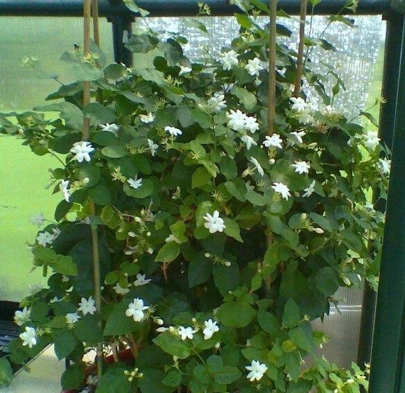 Maid of Orleans Jasmine Starter Plant - Jasminum sambac - Fragrant, Well-Rooted, Indoor/Outdoor, 2-8 Inches