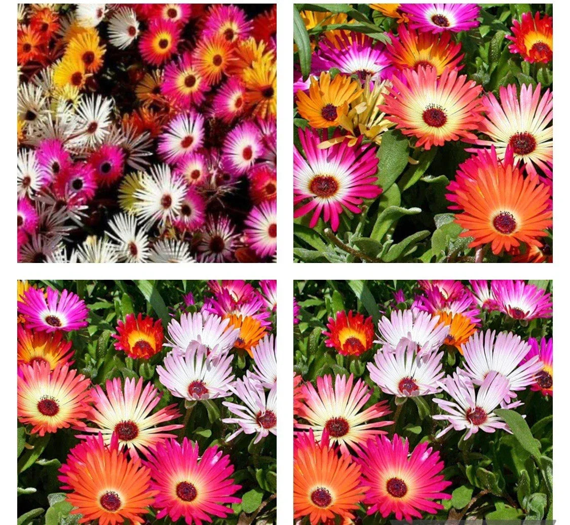 Daisy Ice Plant Seeds, Delosperma cooperi, Drought Tolerant Succulent, Ground Cover, Full Sun, 1000+ Seeds, Rock Garden, Low Maintenance