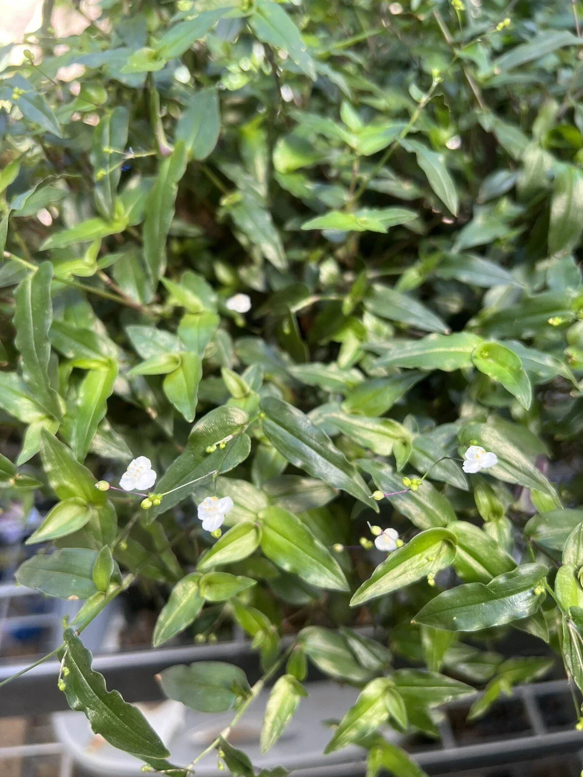 Tahitian Bridal Veil Cuttings - 10 Live Gibasis pellucida Plants for Indoor & Outdoor Hanging Baskets, Ground Cover